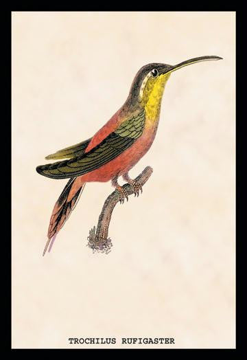 Hummingbird: Trochilus Rufigaster 20x30 poster