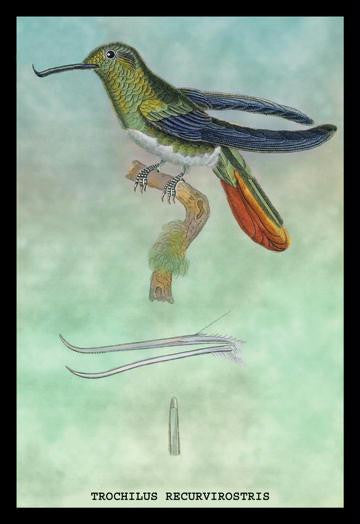 Hummingbird: Trochilus Recurvirostris 20x30 poster