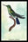 Hummingbird: Trochilus Avocetta 20x30 poster