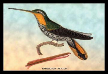 Hummingbird: Ramphodon Naevius 20x30 poster