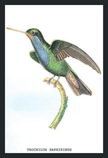 Hummingbird: Trochilus Saphirinus 20x30 poster