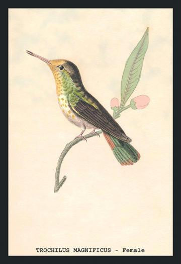 Hummingbird: Trochilus Magnificus - Female 20x30 poster