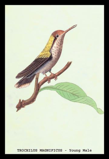 Hummingbird: Trochilus Magnificus - Young Male 20x30 poster