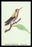 Hummingbird: Trochilus Magnificus - Young Male 20x30 poster