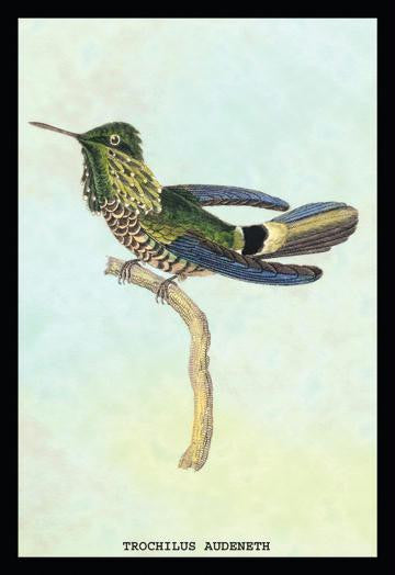 Hummingbird: Trochilus Audeneth 20x30 poster