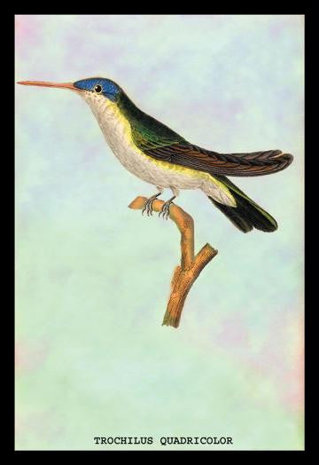 Hummingbird: Trochilus Quadricolor 20x30 poster