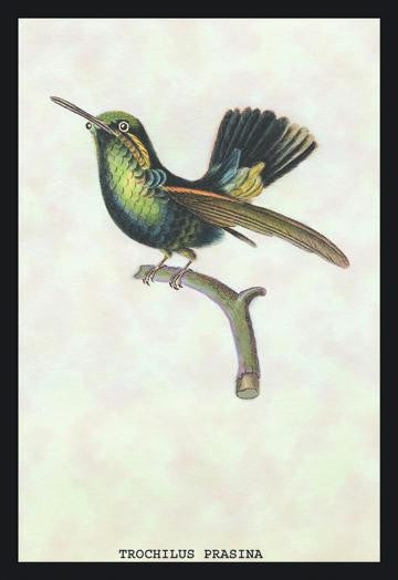 Hummingbird: Trochilus Prasina 20x30 poster