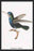 Hummingbird: Troceilus Cyaneus 20x30 poster