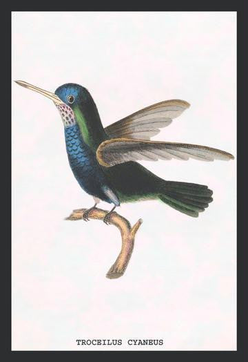 Hummingbird: Troceilus Cyaneus 20x30 poster