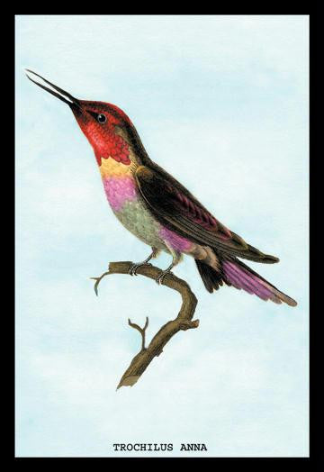 Hummingbird: Trochilus Anna 20x30 poster