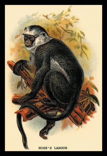 Hoses Langur 20x30 poster