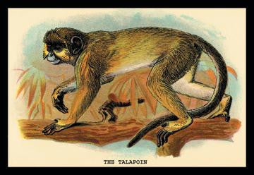 The Talapoin 20x30 poster