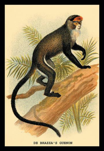 DeBrazzas Guenon 20x30 poster