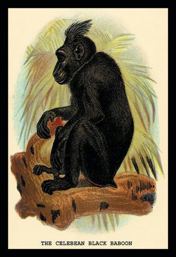 The Celebean Black Baboon 20x30 poster