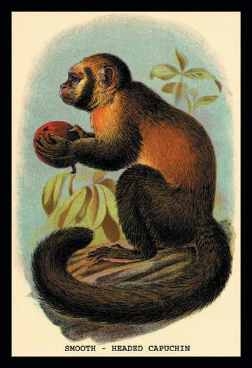 Smooth-Headed Capuchin 20x30 poster