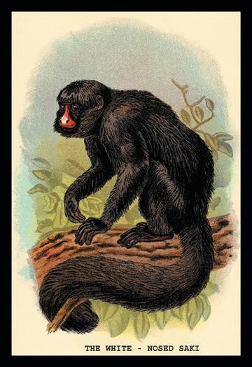 The White-Nosed Saki 20x30 poster