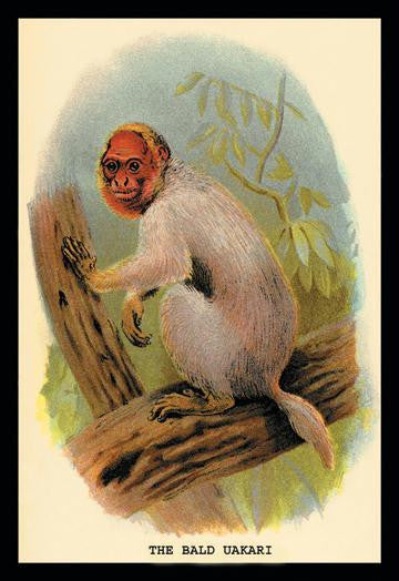 The Bald Uakari 20x30 poster