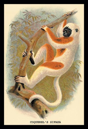 Coquerels Sifaka 20x30 poster