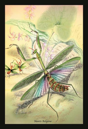 Insects: Mantis Religiosa 20x30 poster