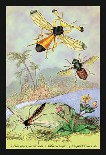 Insects: Ctenophora Pectinicornis, Tabanus Tropicus, et al. 20x30 poster