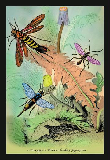 Insects: Sirex Gigas, Tremex Columba and Joppa Picta 20x30 poster