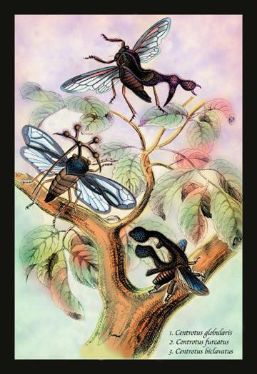 Insects: Centrotus Globularis, C. Furcatus and C. Biclavatus 20x30 poster