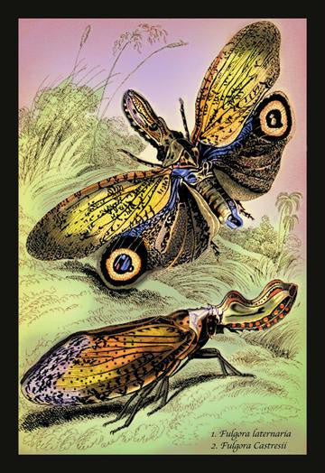 Insects: Fulgora Laternaria and F. Castresii 20x30 poster