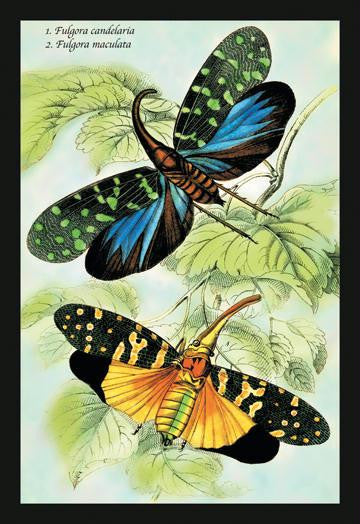 Insects: Fulgora Candelaria and F. Maculata 20x30 poster