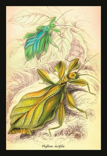 Insects: Phyllium Siccifolia 20x30 poster