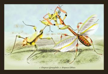 Insects: Empusa Gonaylodes and E. Lobines 20x30 poster