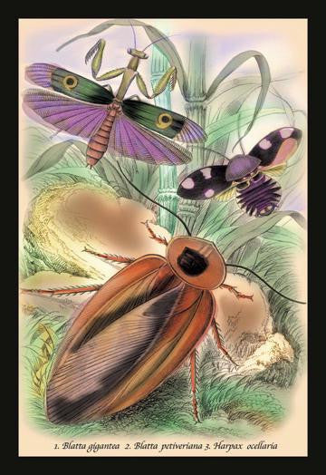 Insects: Blatta Gigantea, B. Petiveriana and Harpax Ocellaria 20x30 poster