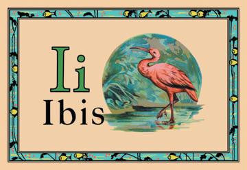 Ibis 20x30 poster