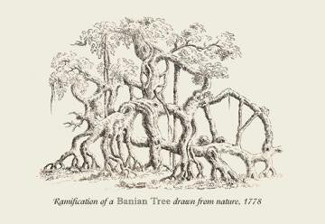 Ramification of a Banian Tree 20x30 poster