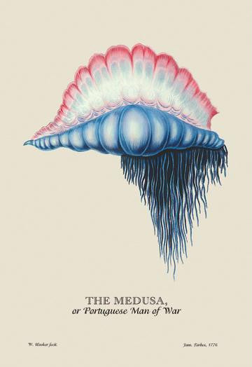 The Medusa, or Portuguese Man of War 20x30 poster