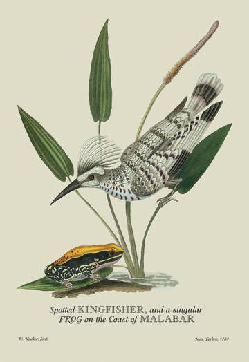 Spotted Kingfisher and a Singular Frog on the Coast of Malabar 20x30 poster