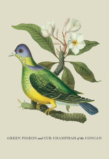 Green Pigeon and Cur Champhah of the Concan 20x30 poster