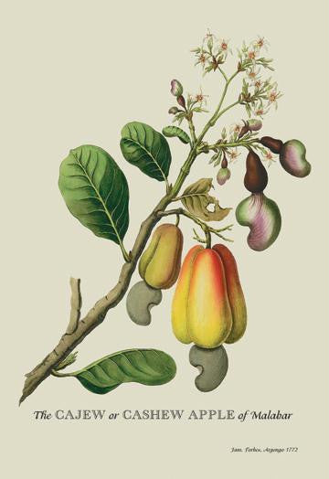 The Cajew or Cashew Apple of Malabar 20x30 poster