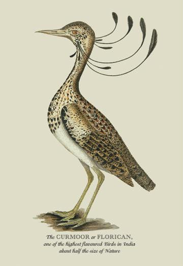 The Curmoor or Florican 20x30 poster