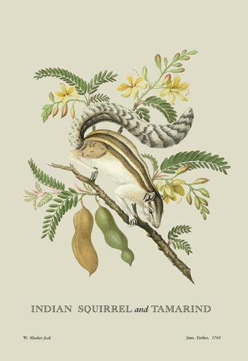 Indian Squirrel and Tamarind 20x30 poster