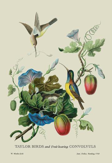 Taylor Birds and Fruit Bearing Convolvuls 20x30 poster