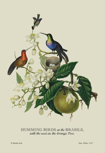 Humming Birds at the Brasils 20x30 poster