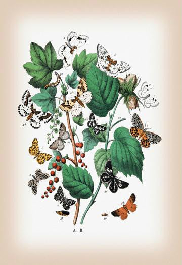 Moths: Venilia Macularia, Thamnonoma Piniaria, et al. 20x30 poster