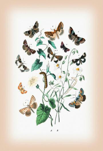 Moths: Zethes Insularis, Cerocala Scapulosa, et al. 20x30 poster