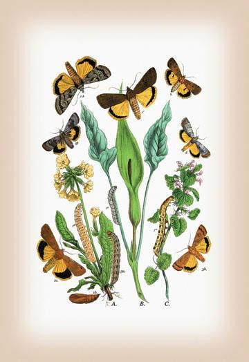 Moths: Triphaena Finbria, T. Comes, et al. 20x30 poster