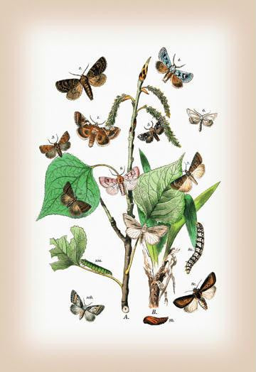 Moths: Pachnobia Carnea, Brithys Pancratii, et al. 20x30 poster