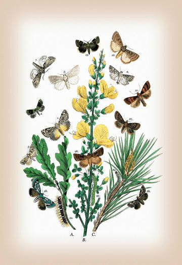 Moths: Dipthera Ludifica, Moma Orion, et al. 20x30 poster