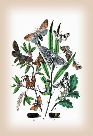 Moths: Cerura Vinula, C. Erminea, et al. 20x30 poster