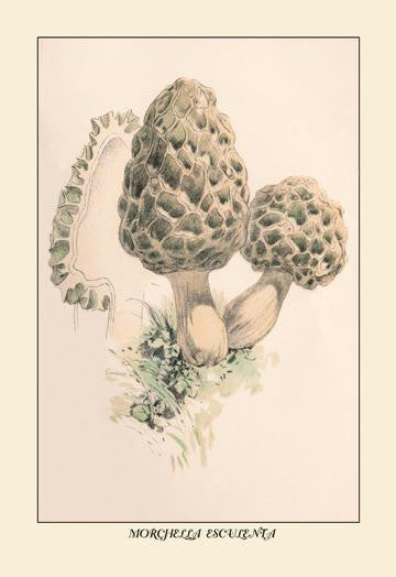 Morchella Esculenta 20x30 poster