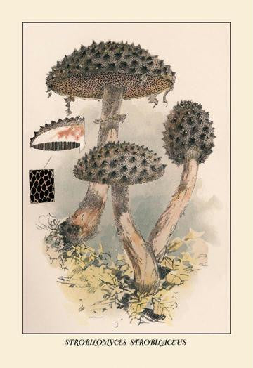 Strobilomyces Strobilaleus 20x30 poster