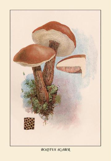 Boletus Scaber 20x30 poster